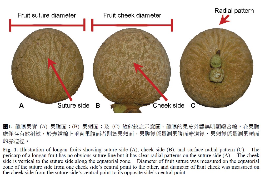 Illustration of longan fruits showing suture side (A) cheek side (B) and surface radial pattern (C). The pericarp of a longan fruit has no obvious suture line but it has clear radial patterns on the suture side (A). The cheek side is vertical to the suture side along the equatorial zone. Diameter of fruit suture was measured on the equatorial zone of the suture side from one cheek side’s central point to the other, and diameter of fruit cheek was measured on the cheek side from the suture side’s central point to its opposite side’s central point.
